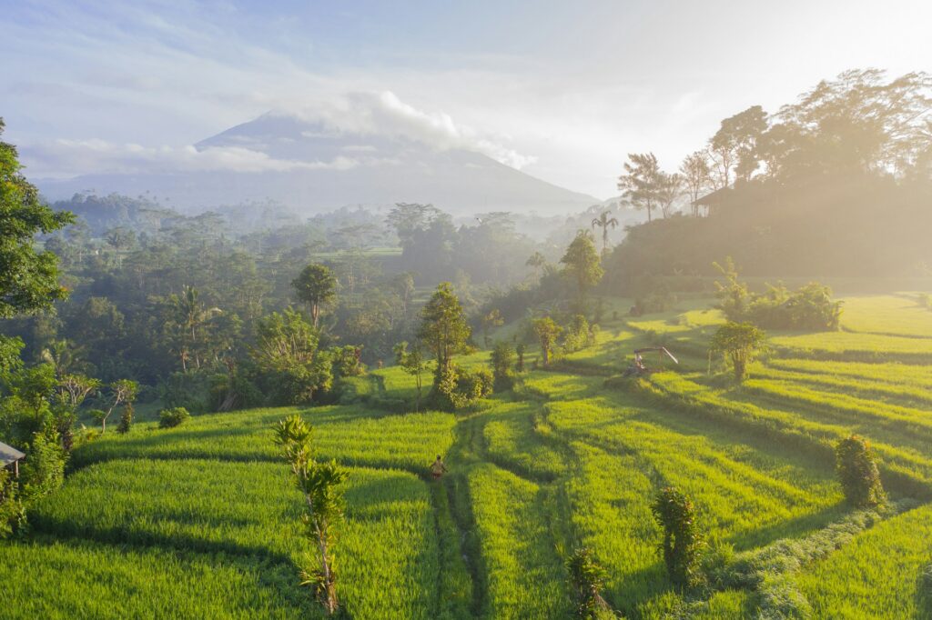 Indonesian rice field terraces