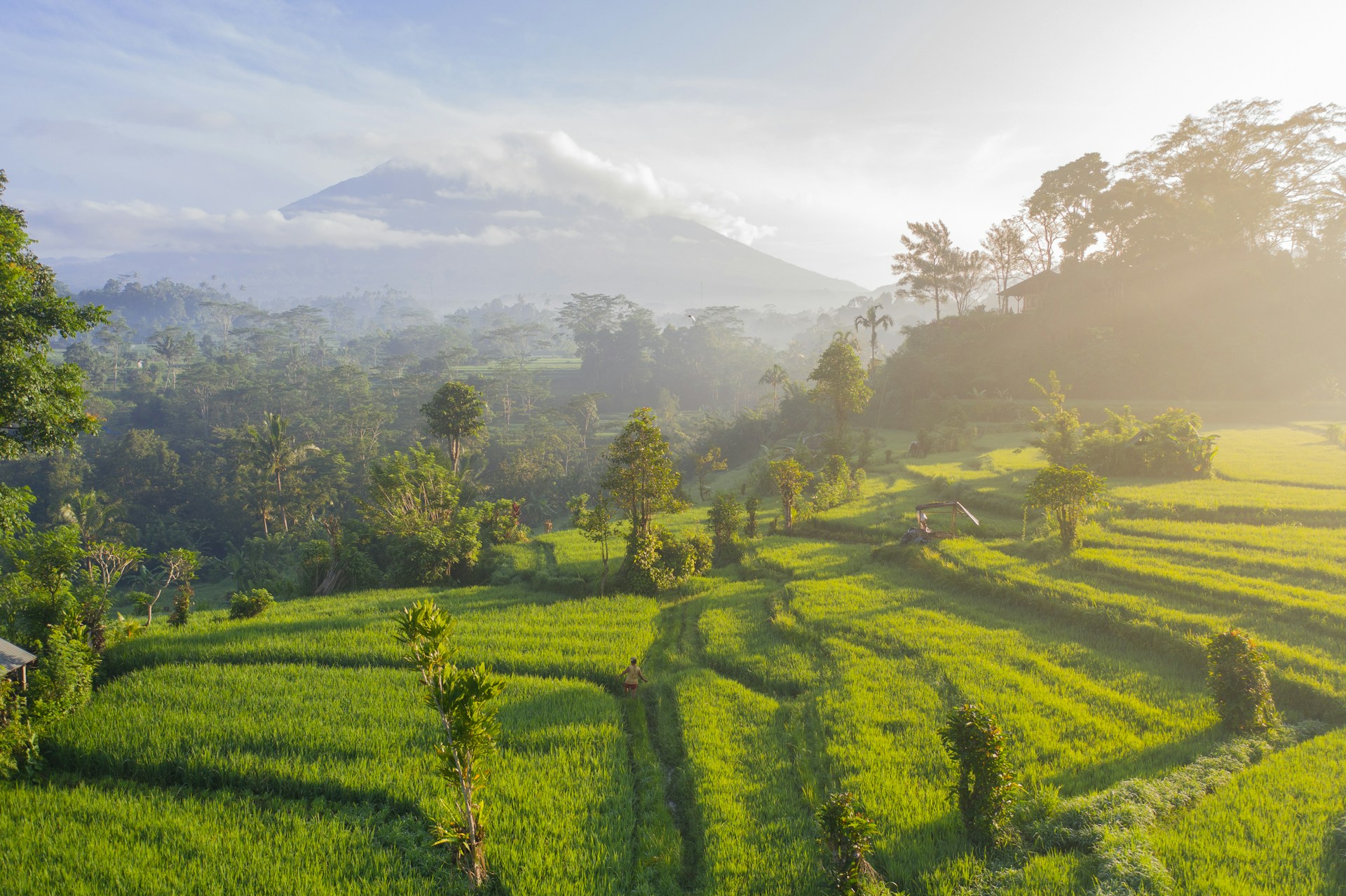 Indonesian rice field terraces